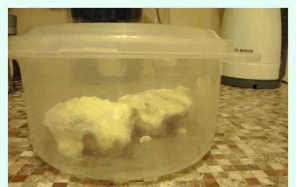 Что приготовить из бедрышек куриных