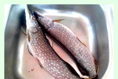 Щука в духовке с овощами